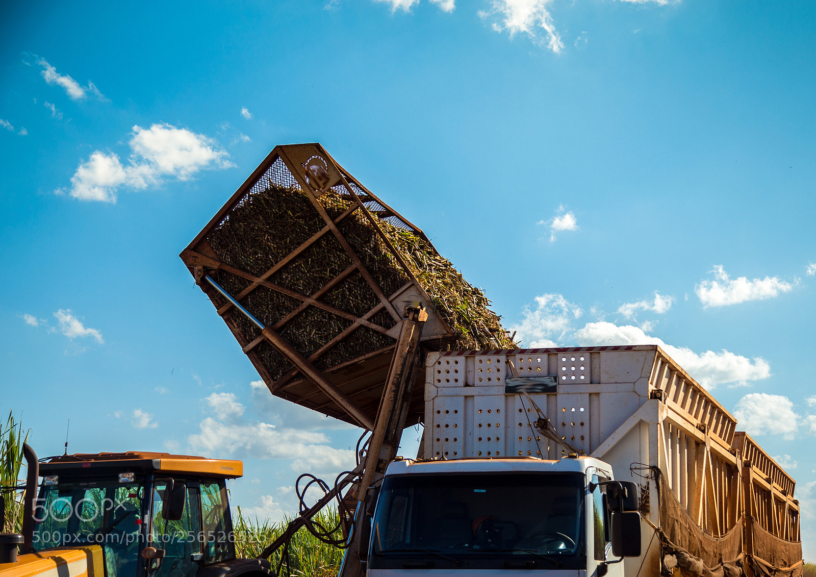 Canon EOS 6D sample photo. Sugar cane hasvest plantation photography