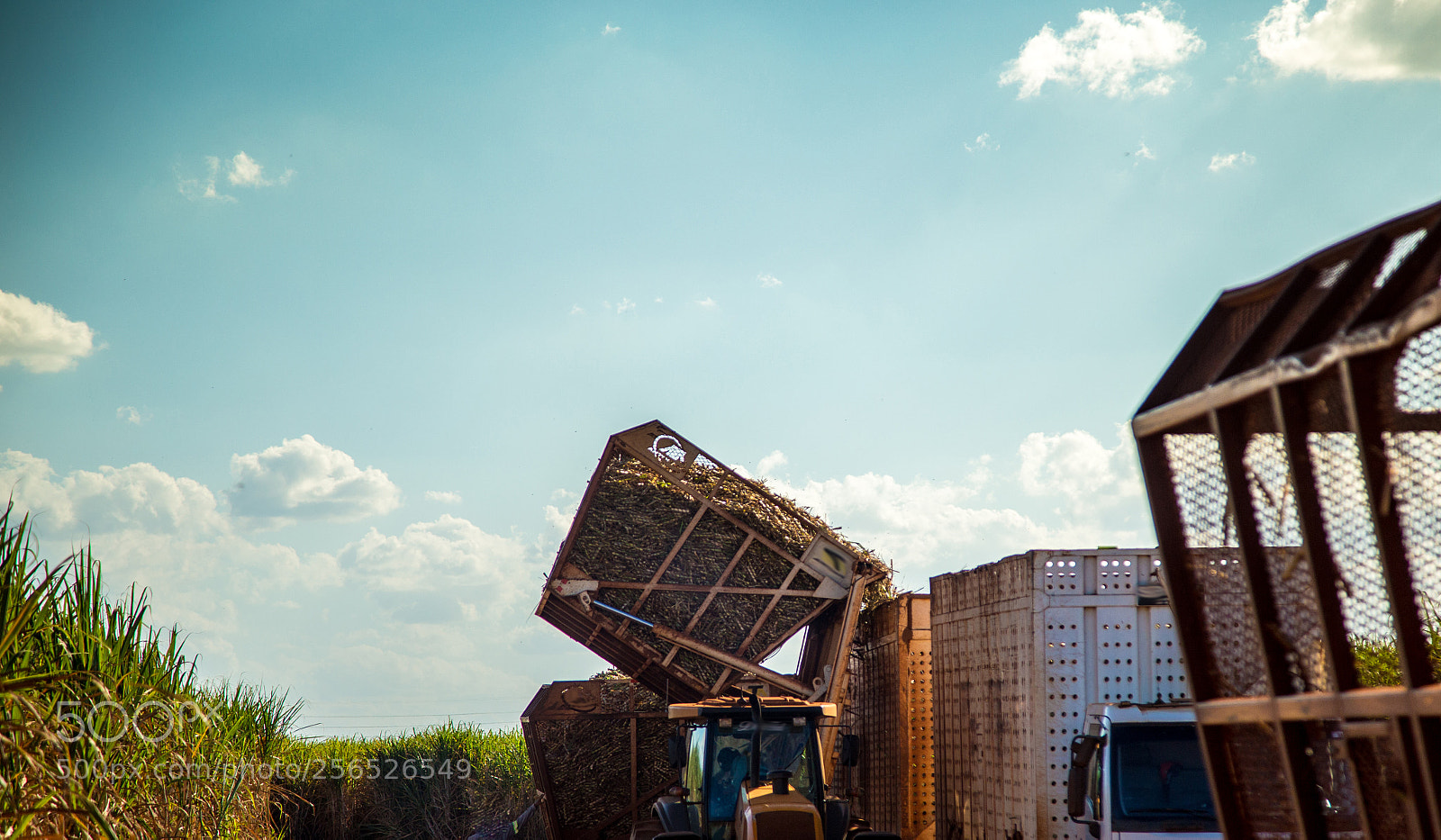 Canon EOS 6D sample photo. Sugar cane hasvest plantation photography