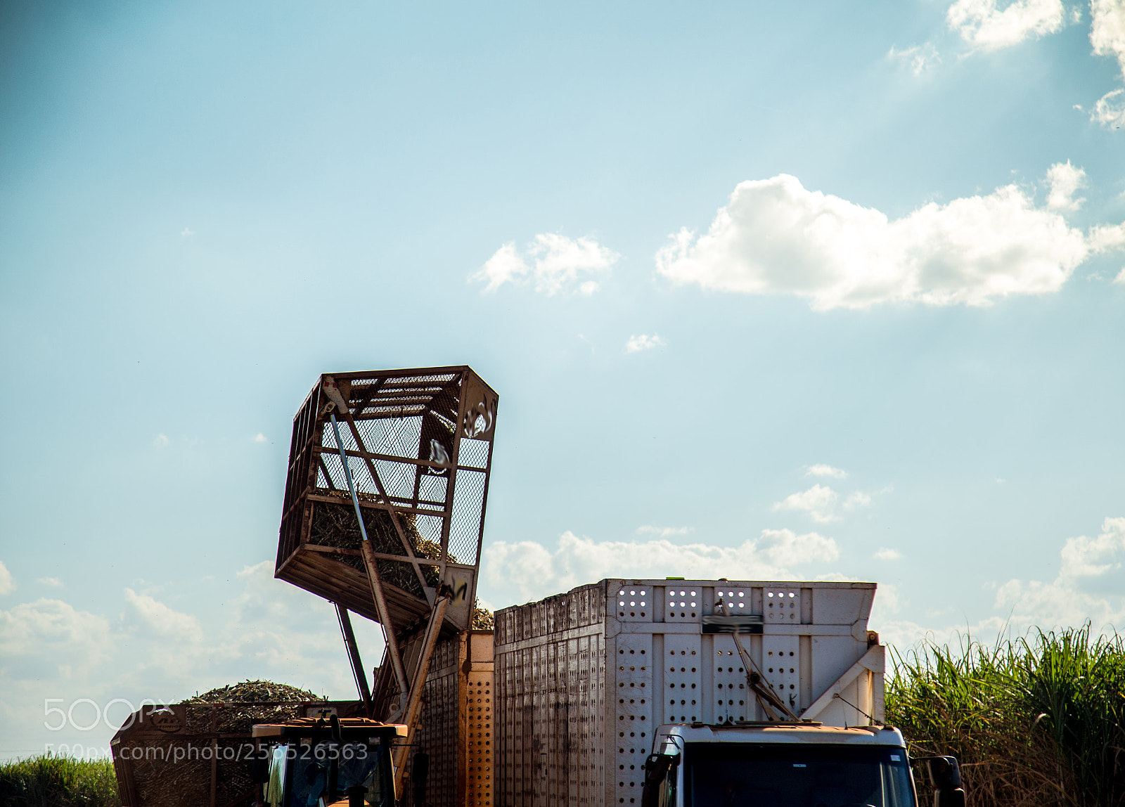 Canon EOS 6D sample photo. Sugar cane hasvest plantation photography