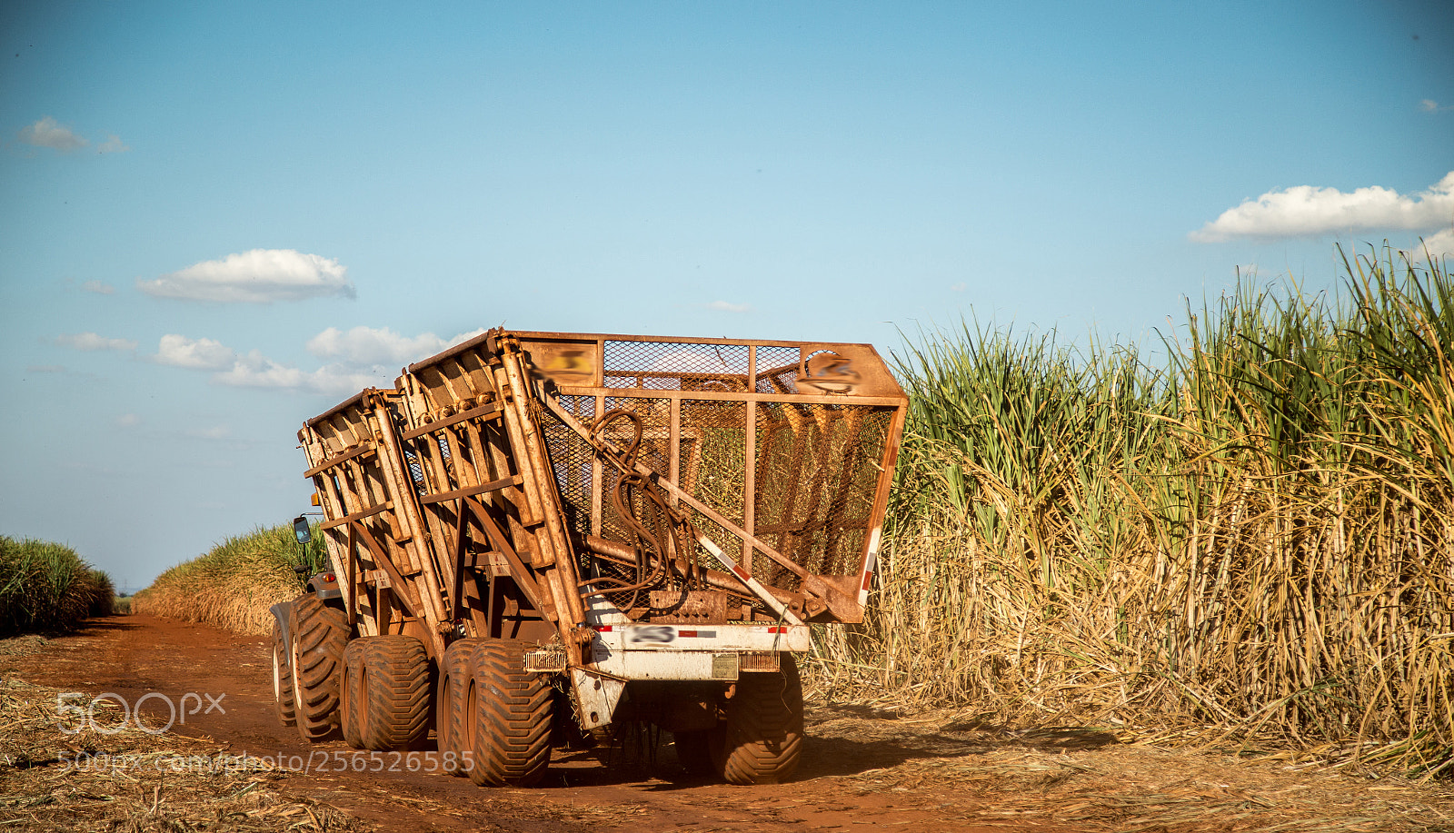 Canon EOS 6D sample photo. Sugar cane hasvest plantation photography