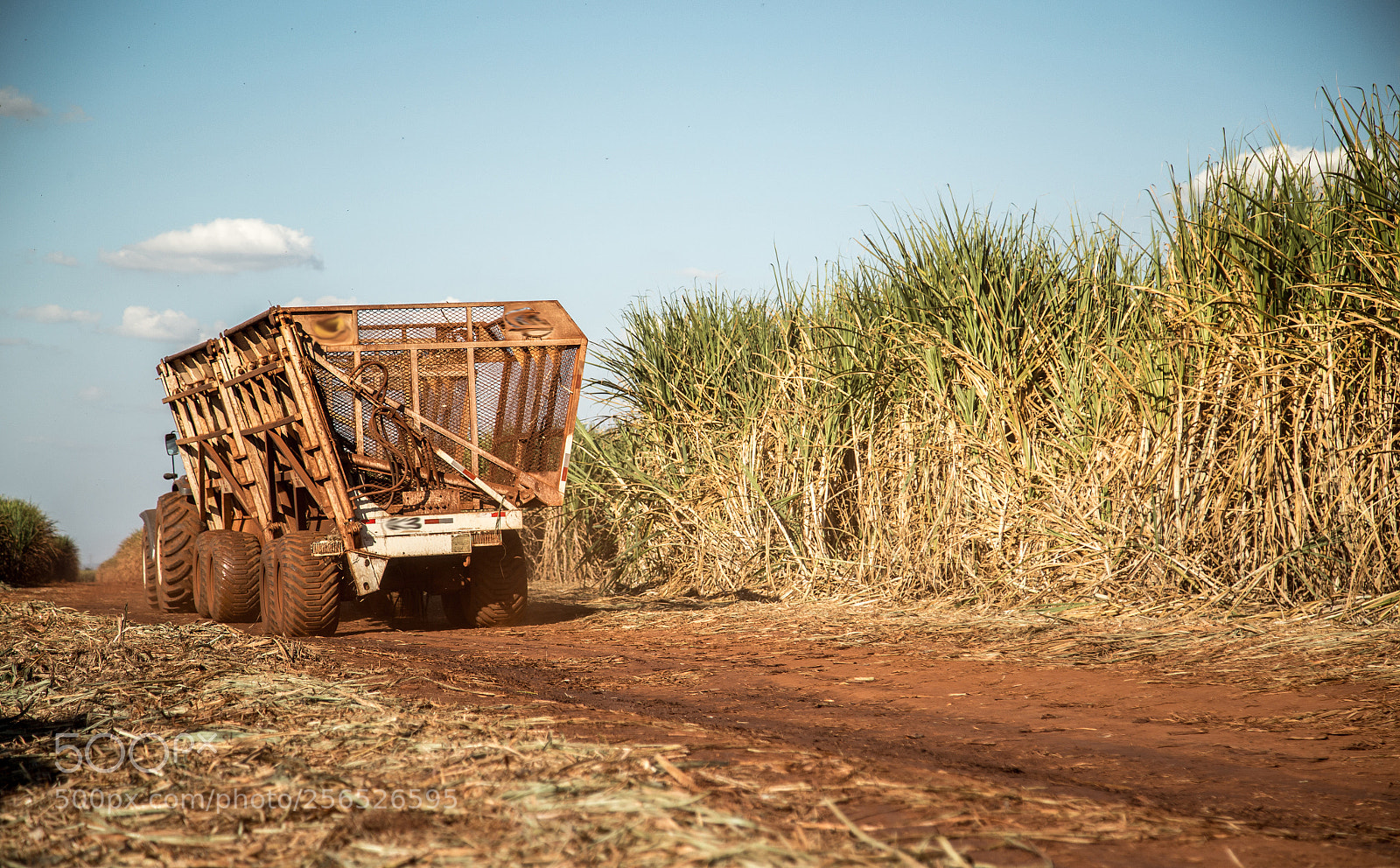 Canon EOS 6D sample photo. Sugar cane hasvest plantation photography