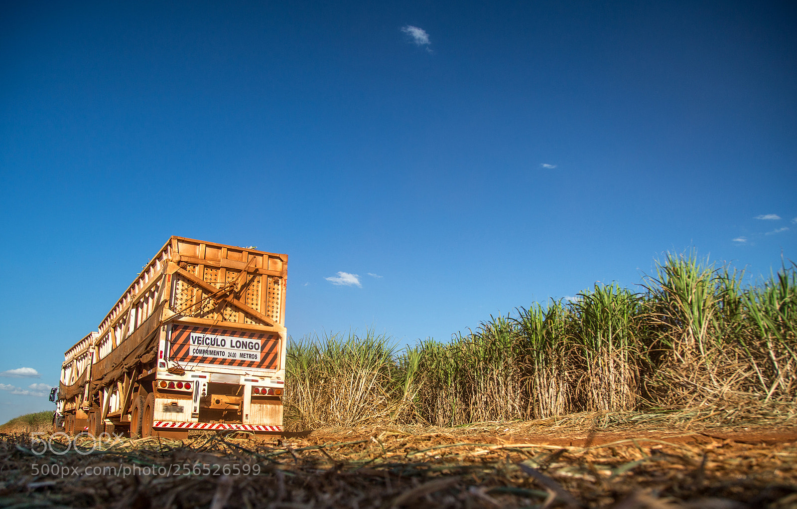 Canon EOS 6D sample photo. Sugar cane hasvest plantation photography