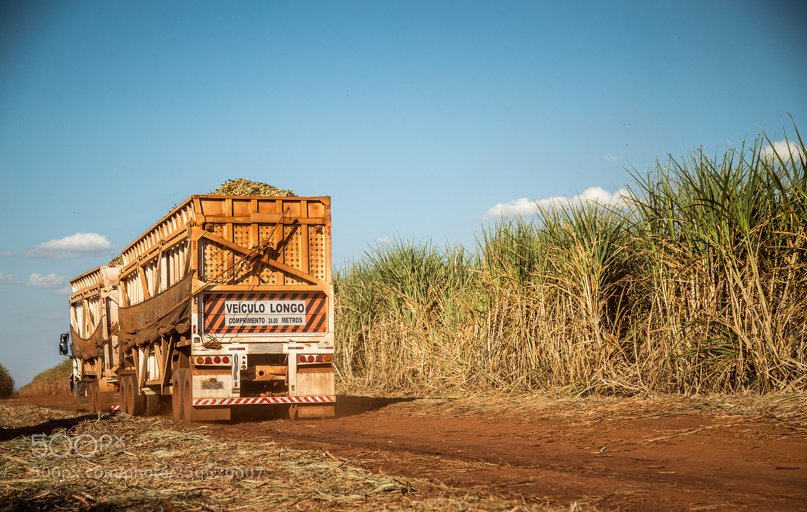Canon EOS 6D sample photo. Sugar cane hasvest plantation photography