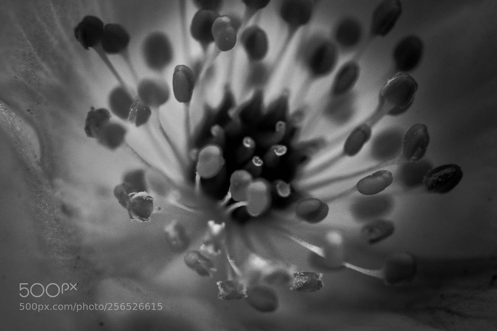 Canon EOS 80D sample photo. Untitled photography