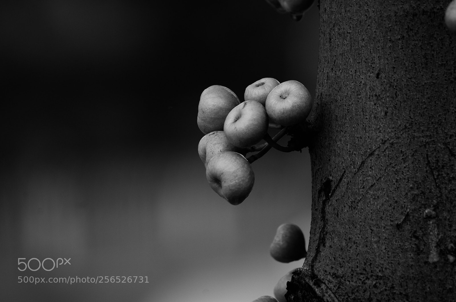 Pentax K-5 sample photo. Fruit  photography