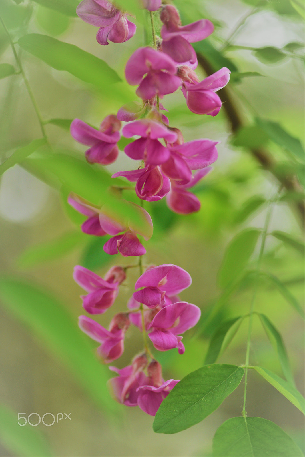 Nikon AF-S Micro-Nikkor 105mm F2.8G IF-ED VR sample photo