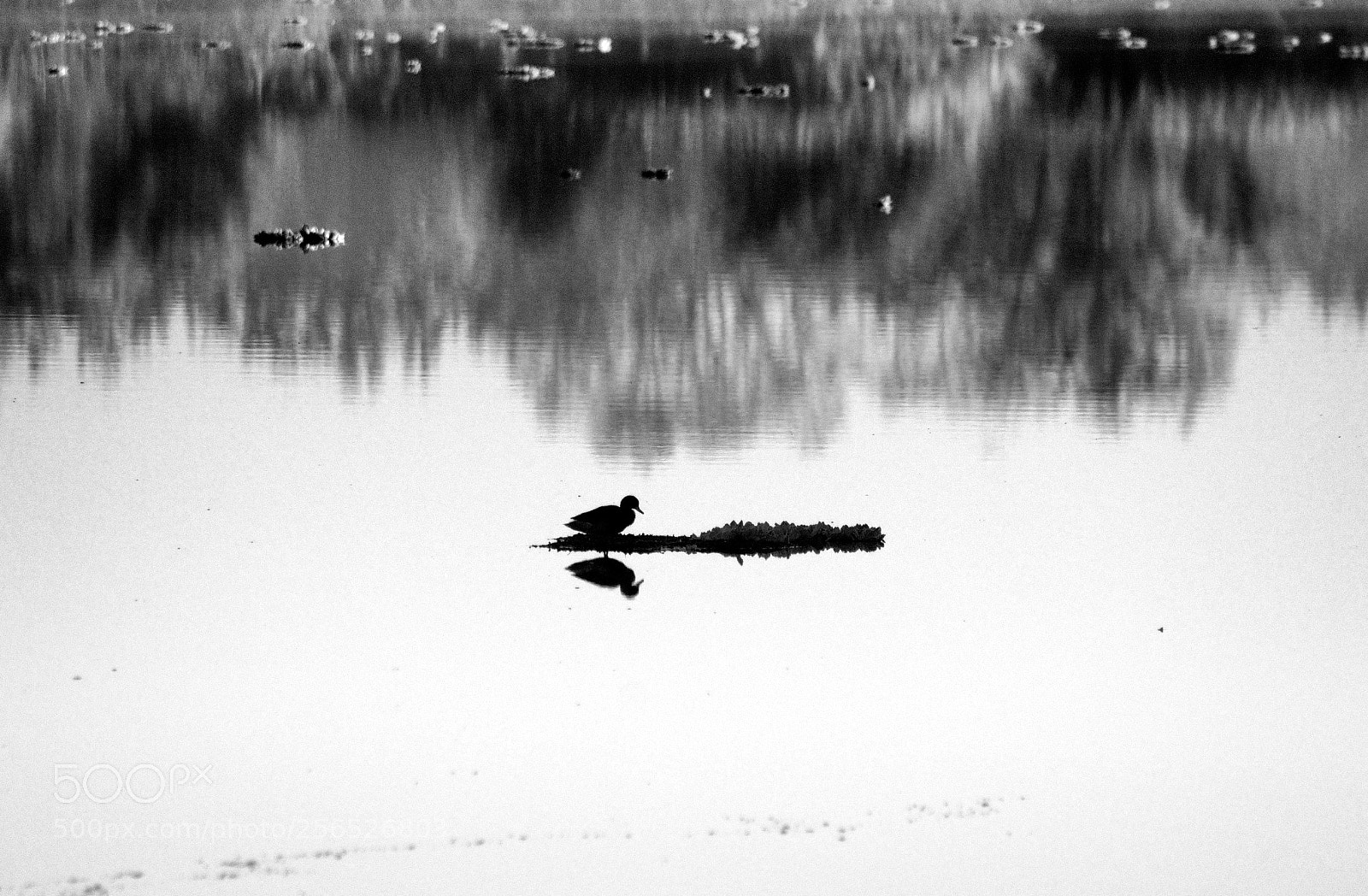 Canon EOS 1300D (EOS Rebel T6 / EOS Kiss X80) sample photo. Duck photography