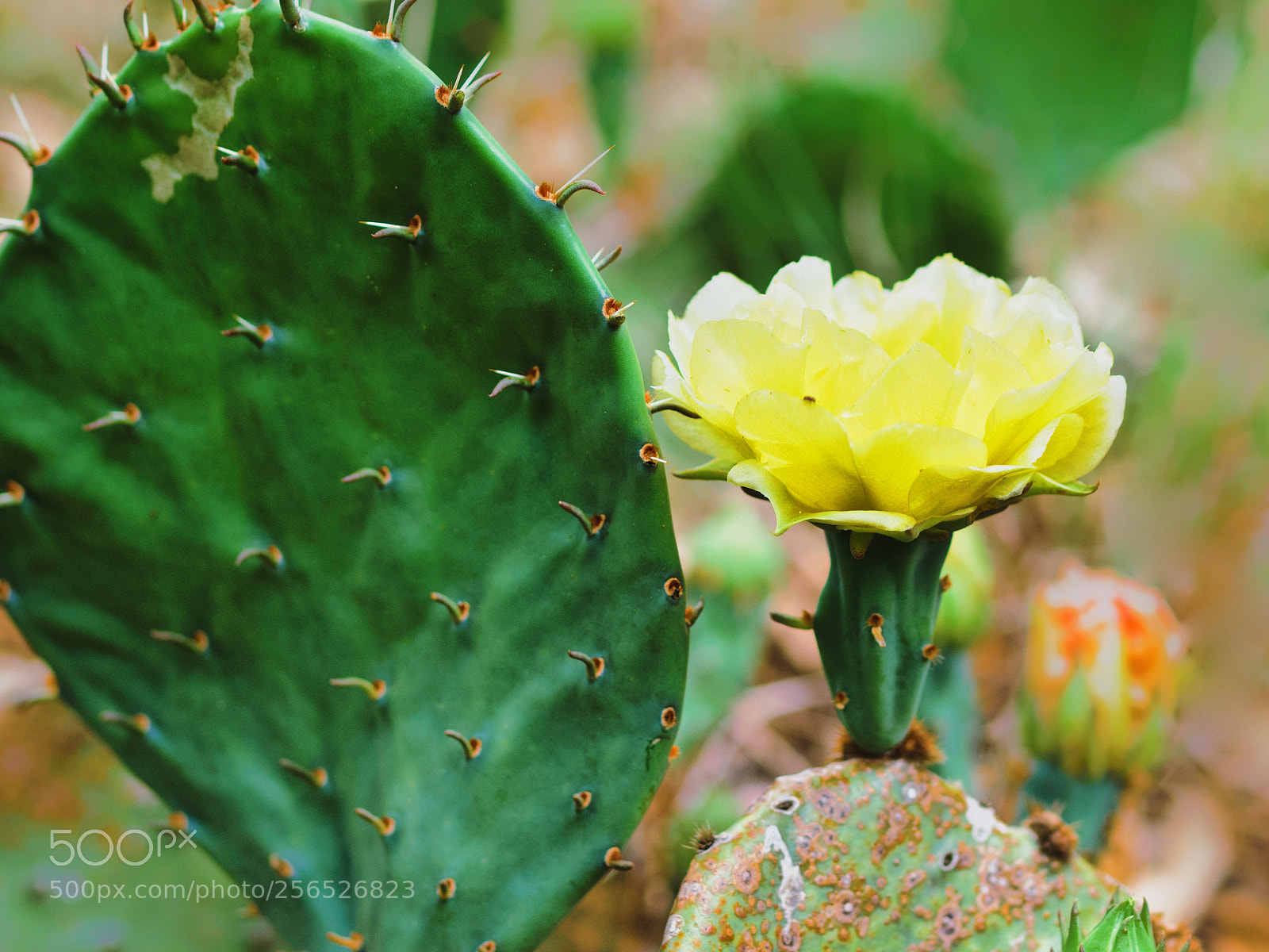 Olympus OM-D E-M1 sample photo. Soft vs sharp photography