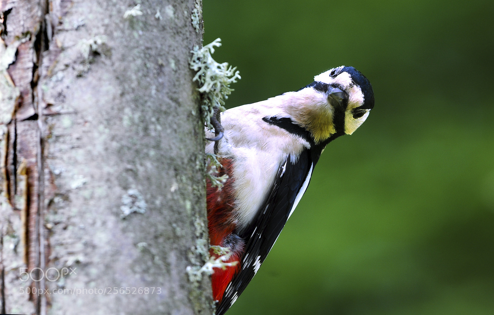Nikon D300S sample photo. Dendrocopos major photography