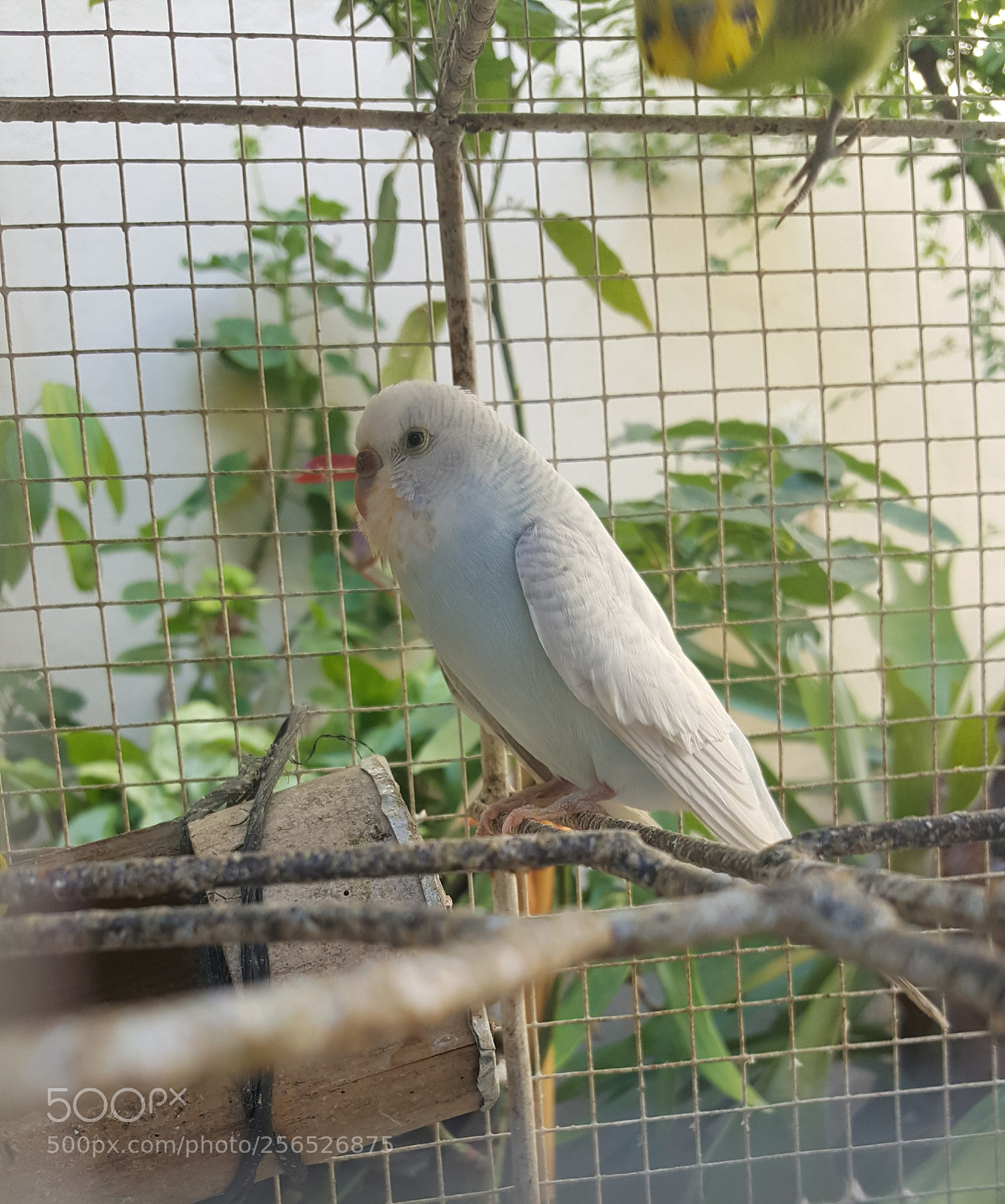Samsung Galaxy Note5 sample photo. My model photography