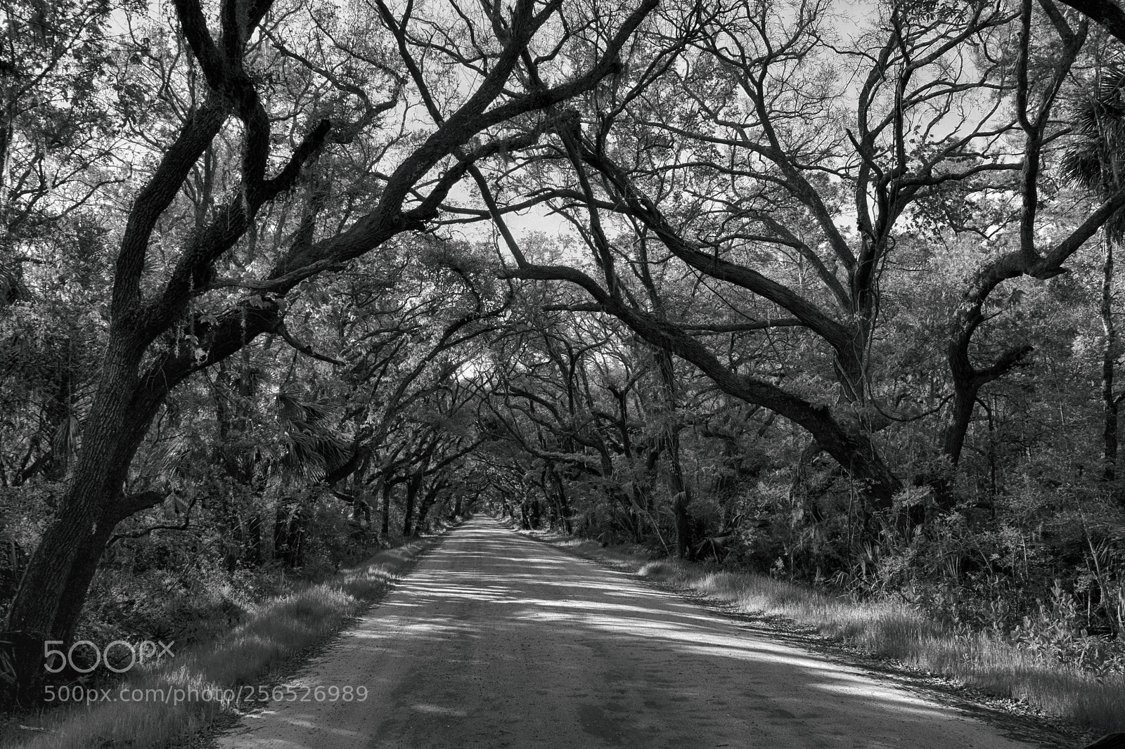 Nikon D7200 sample photo. Dirt road photography