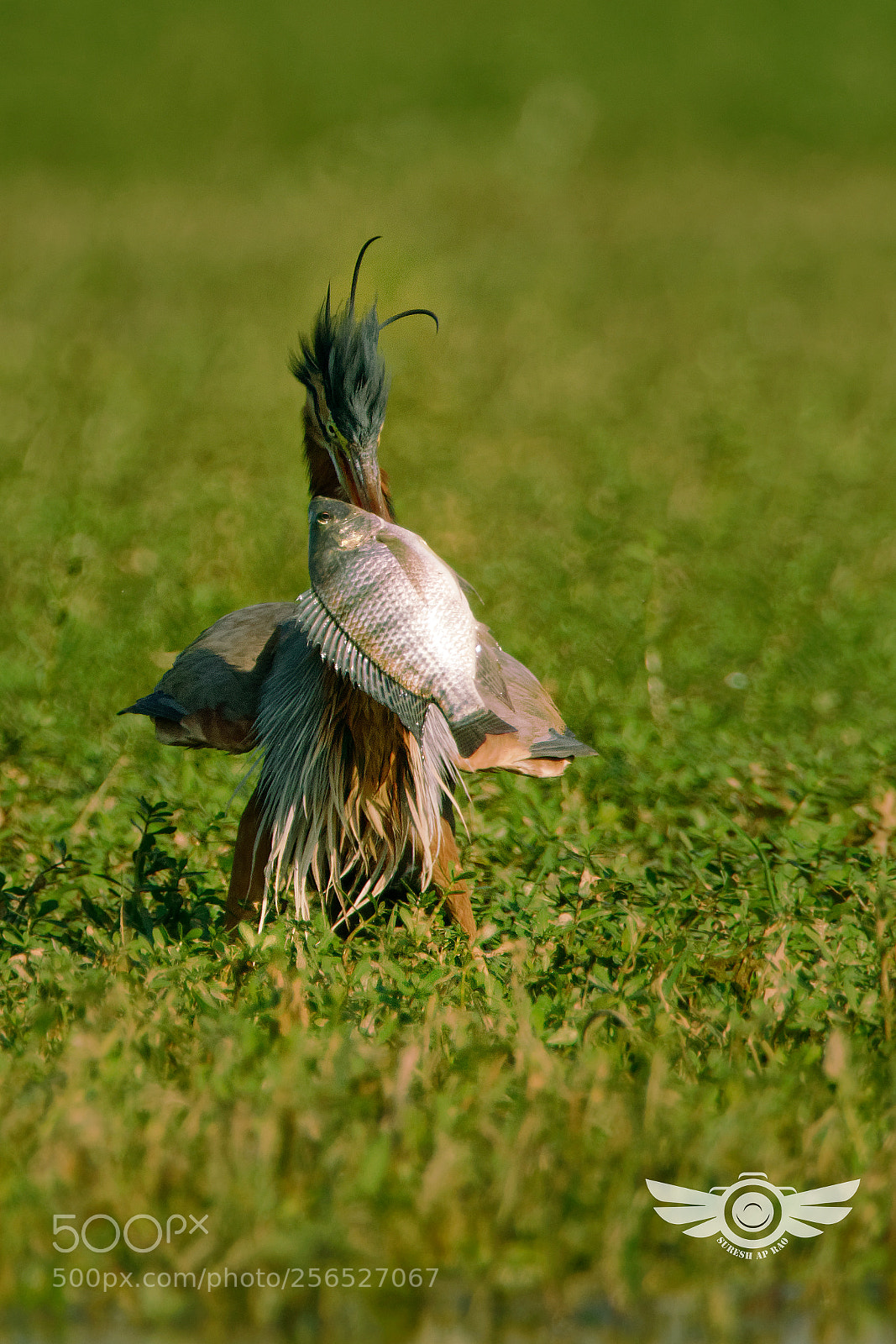Sony a99 II sample photo. Purple heron profile photography