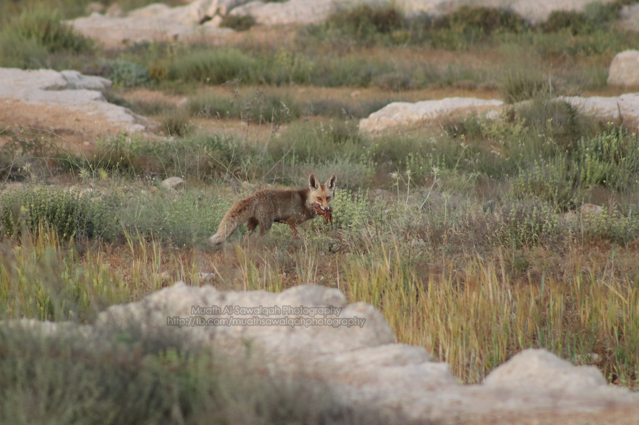 Canon EF 75-300mm f/4-5.6 sample photo