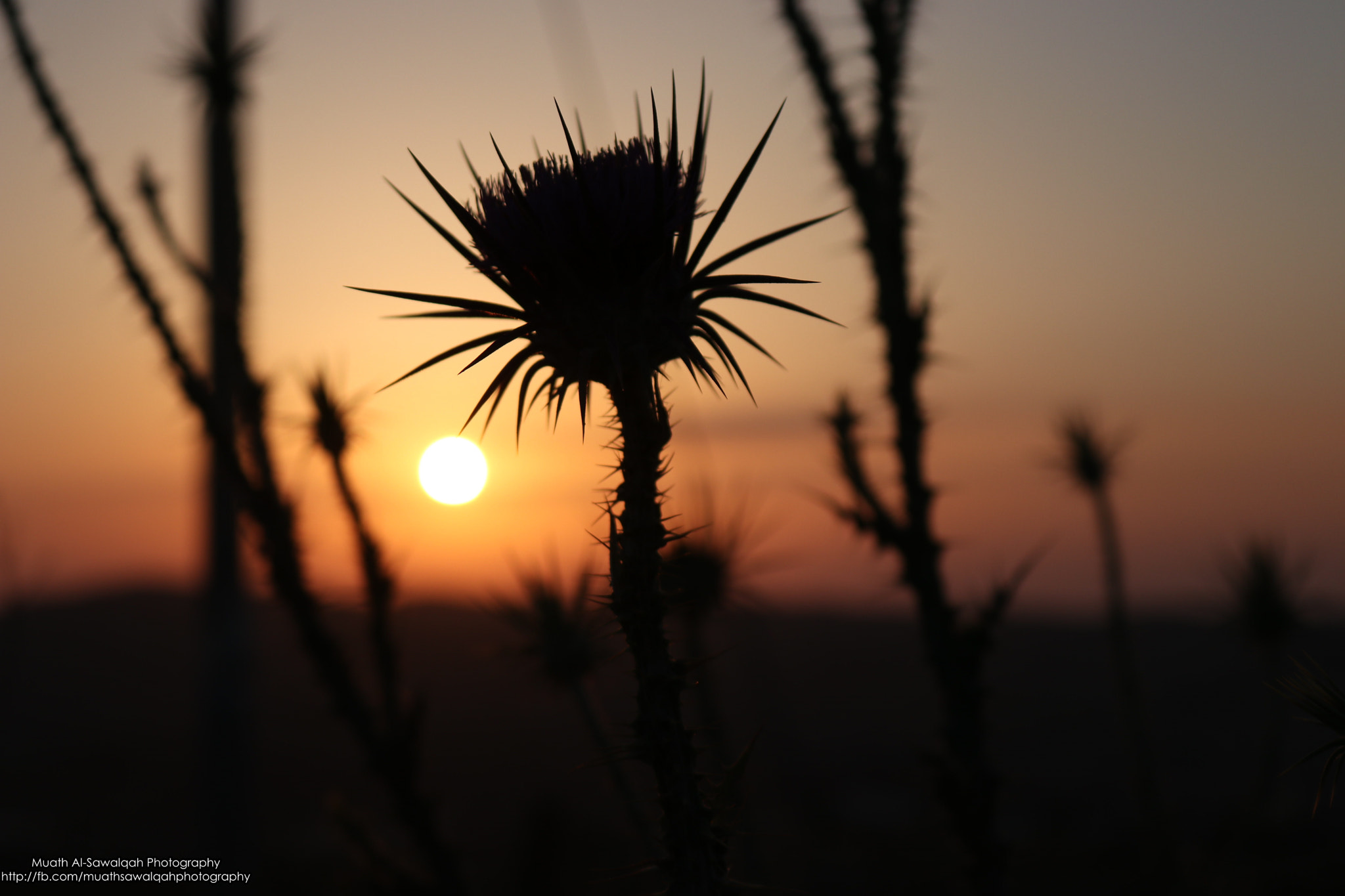 Canon EOS 80D sample photo