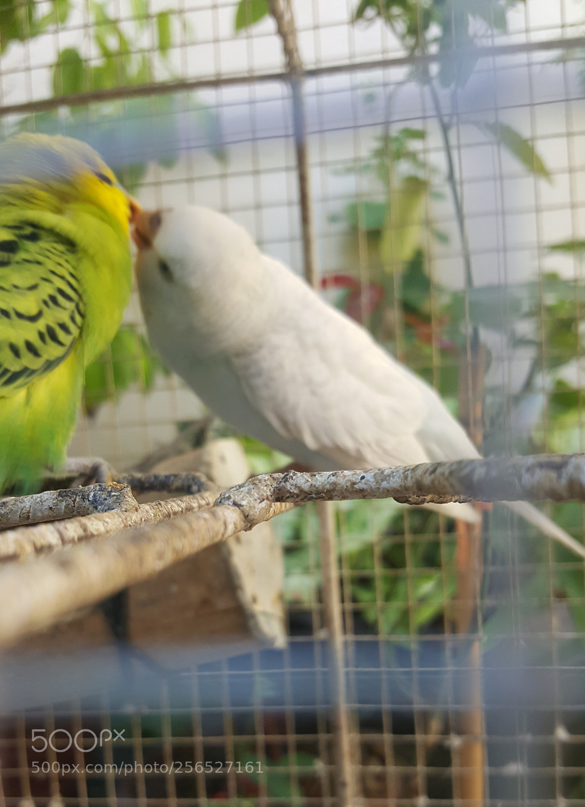 Samsung Galaxy Note5 sample photo. Kiss photography