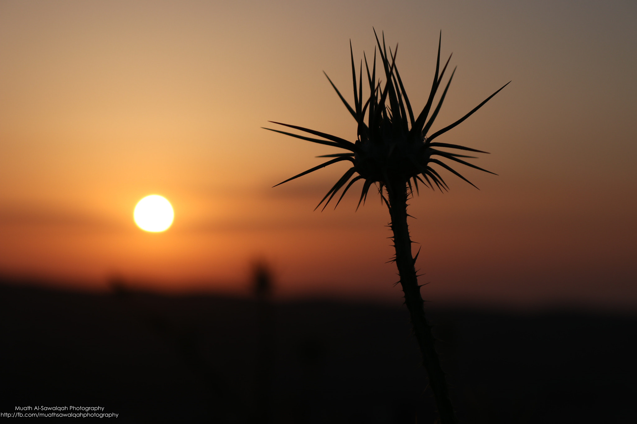 Canon EOS 80D sample photo