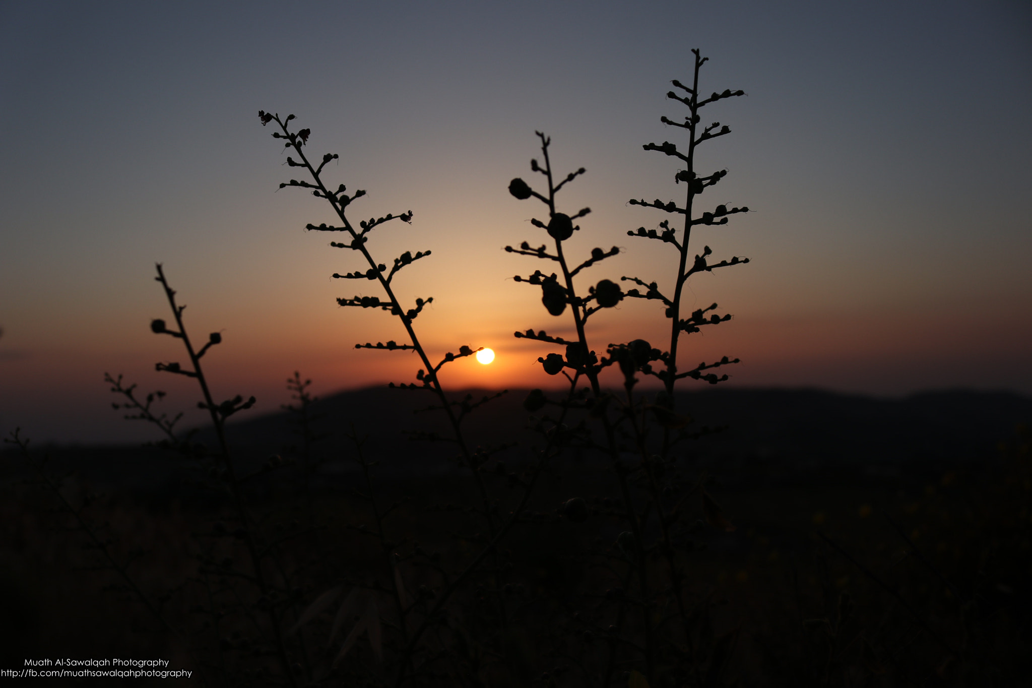 Canon EOS 80D sample photo