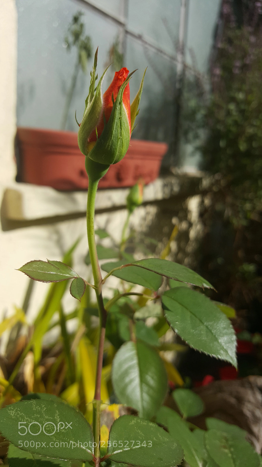 Samsung Galaxy Note5 sample photo. Ross photography