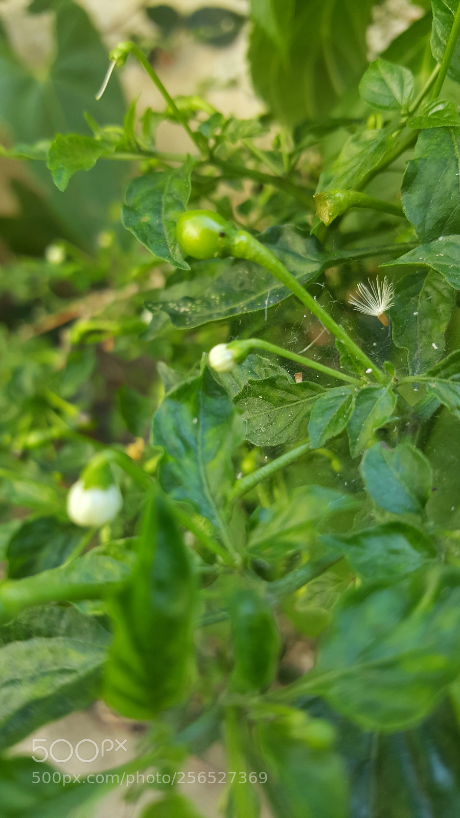 Samsung Galaxy Note5 sample photo. Spicy photography
