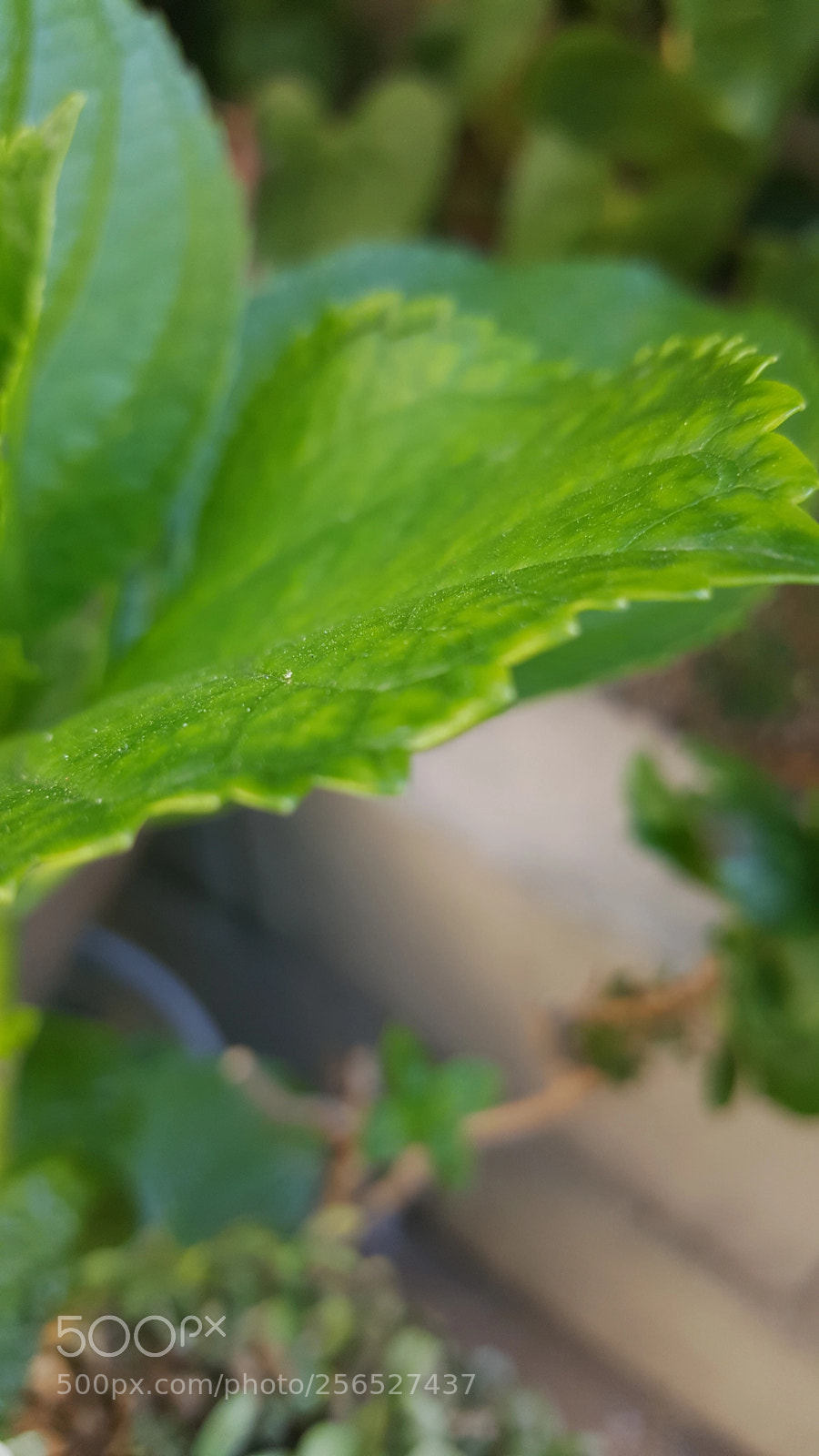 Samsung Galaxy Note5 sample photo. Plants and more plants photography