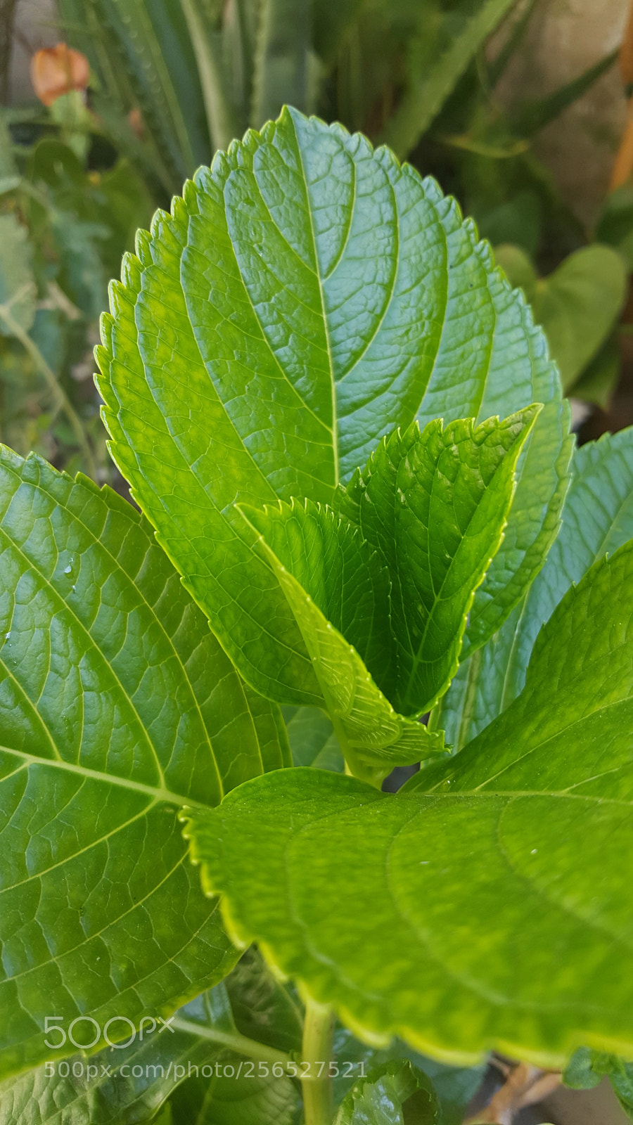 Samsung Galaxy Note5 sample photo. Yes more plants photography