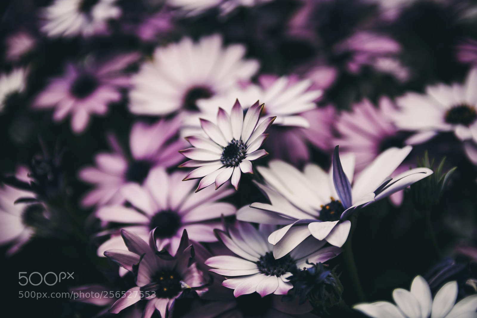 Canon EOS 750D (EOS Rebel T6i / EOS Kiss X8i) sample photo. Flower photography