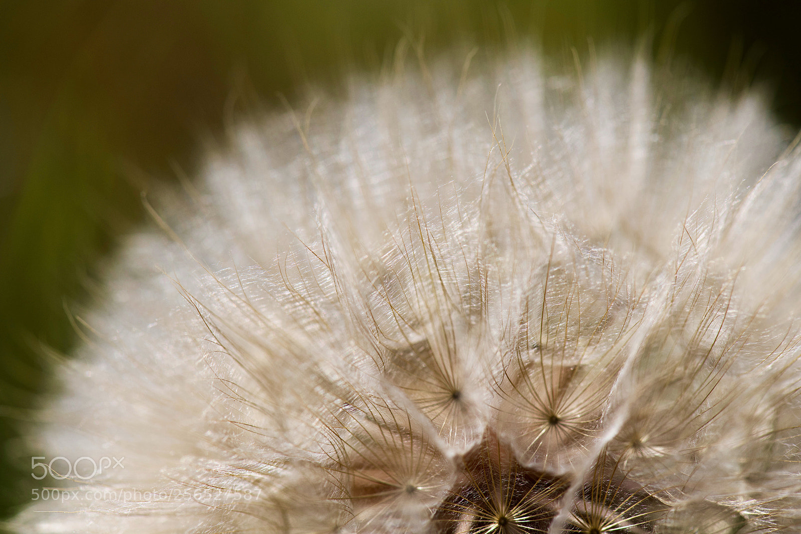 Nikon D850 sample photo. Glowing dandelion photography