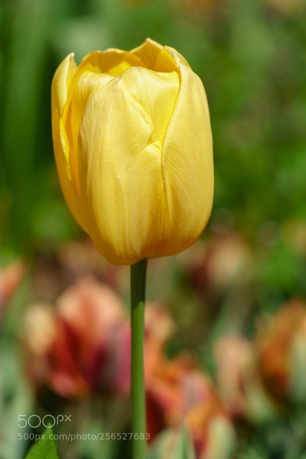 Sony a6300 sample photo. Golden yellow photography