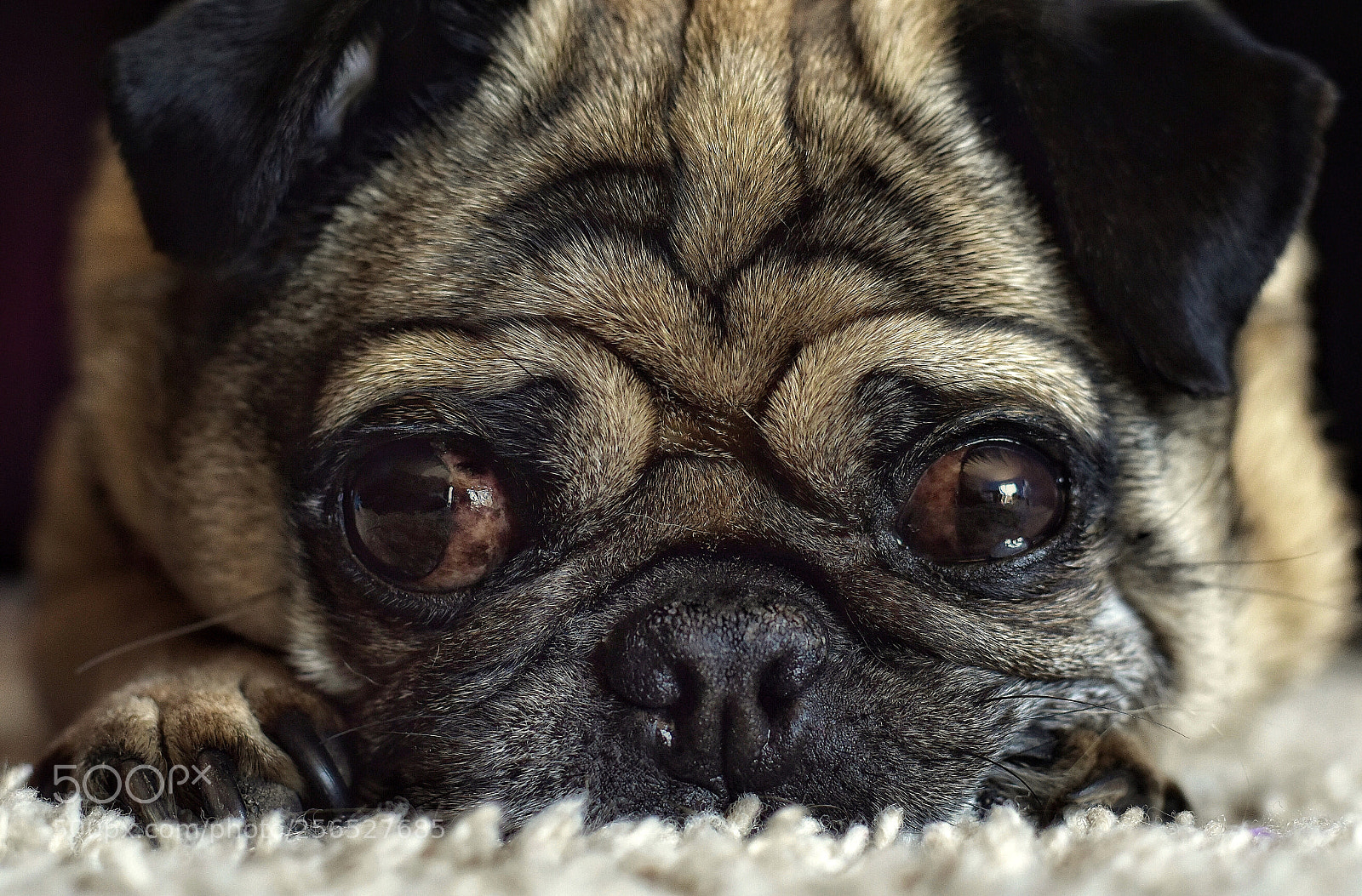 Nikon D5600 sample photo. Snug as a pug photography