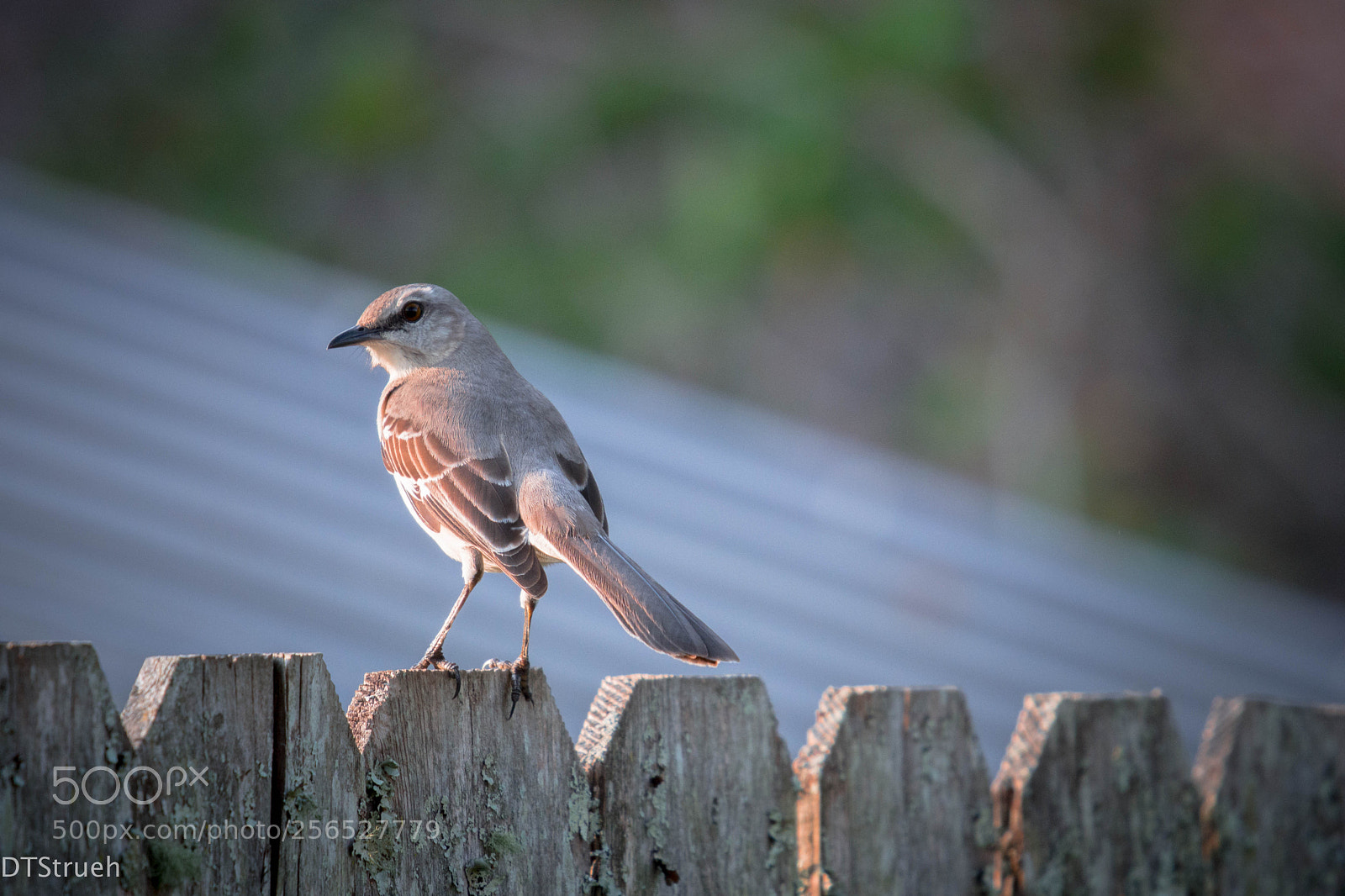 Nikon D7200 sample photo. Basking in the evening photography