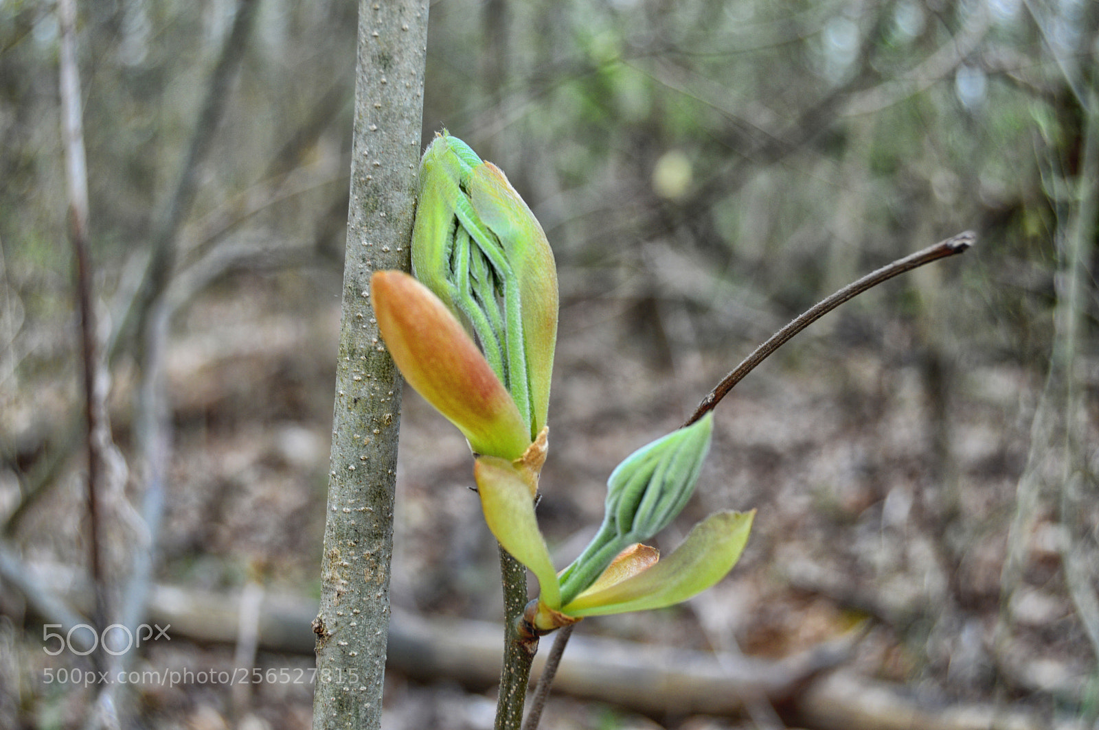 Nikon D3200 sample photo. About to open photography