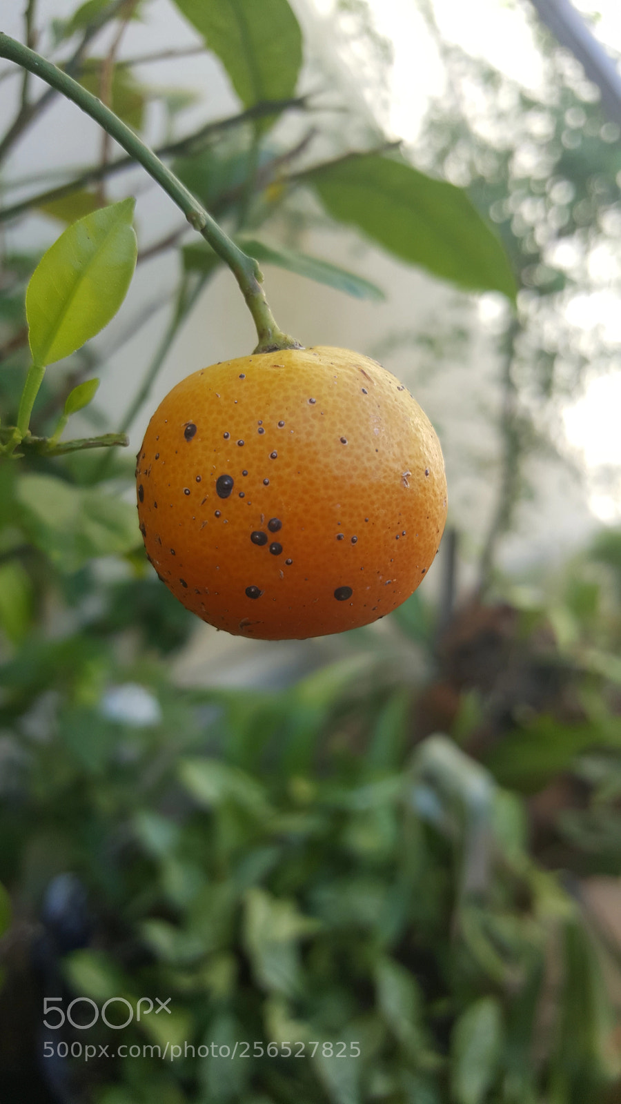 Samsung Galaxy Note5 sample photo. Orange photography