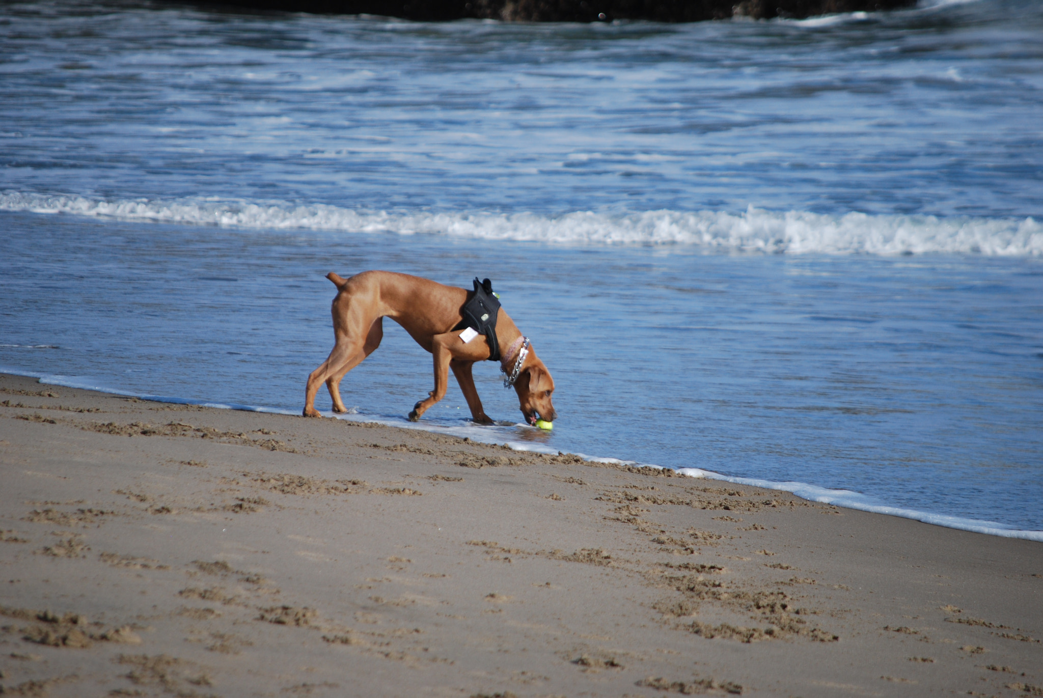 Nikon D60 sample photo. Dog on beach photography