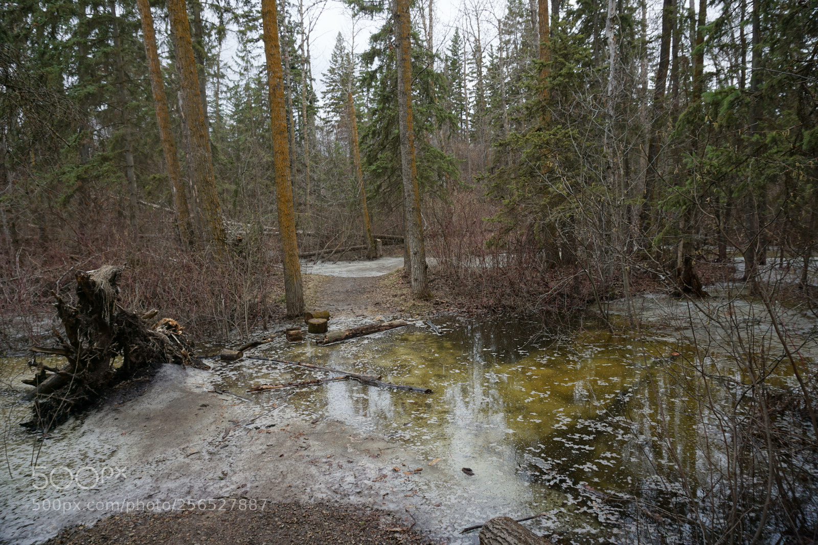 Sony a6000 sample photo. A messy path photography