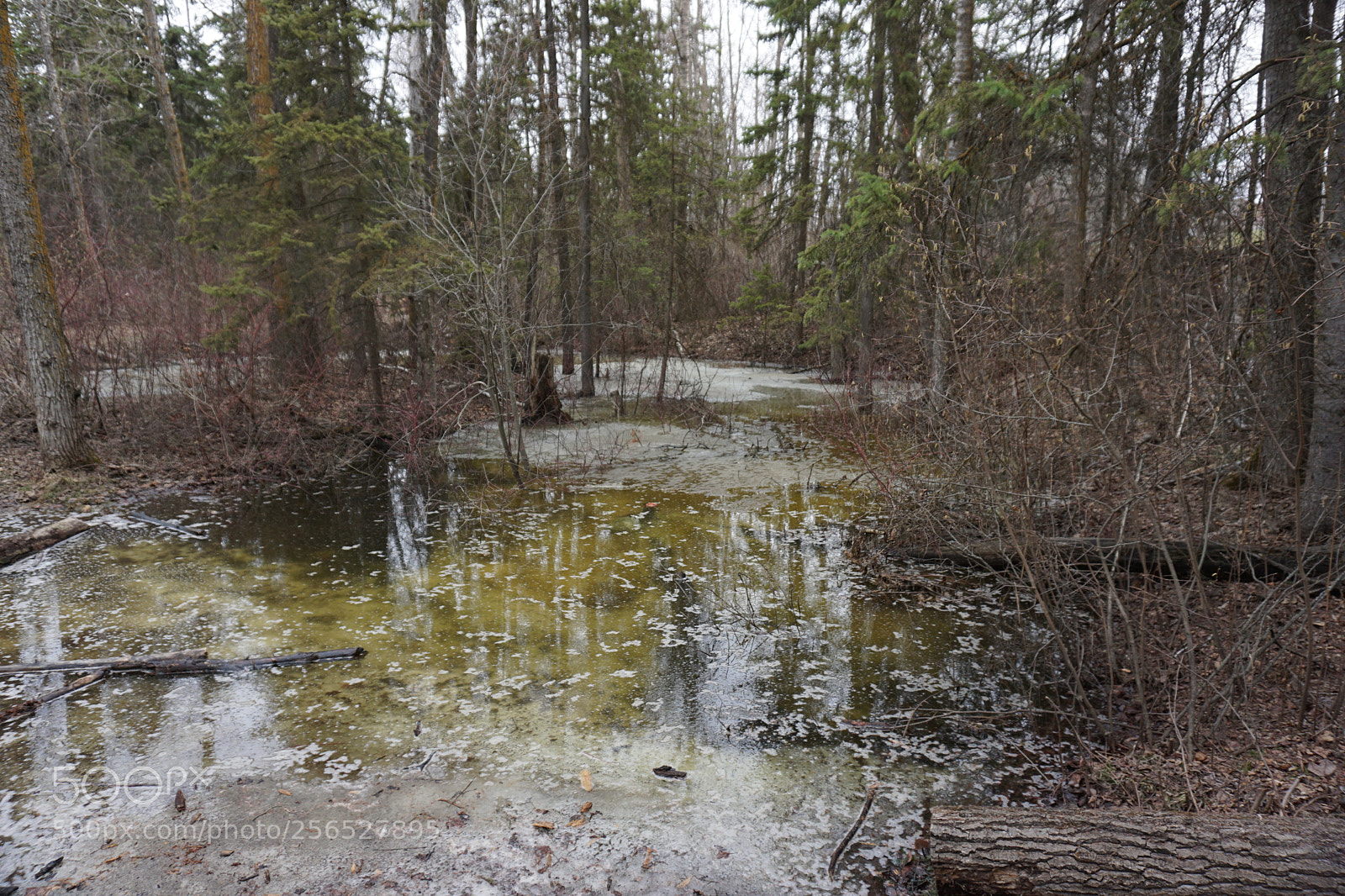 Sony a6000 sample photo. Flooded thaw photography