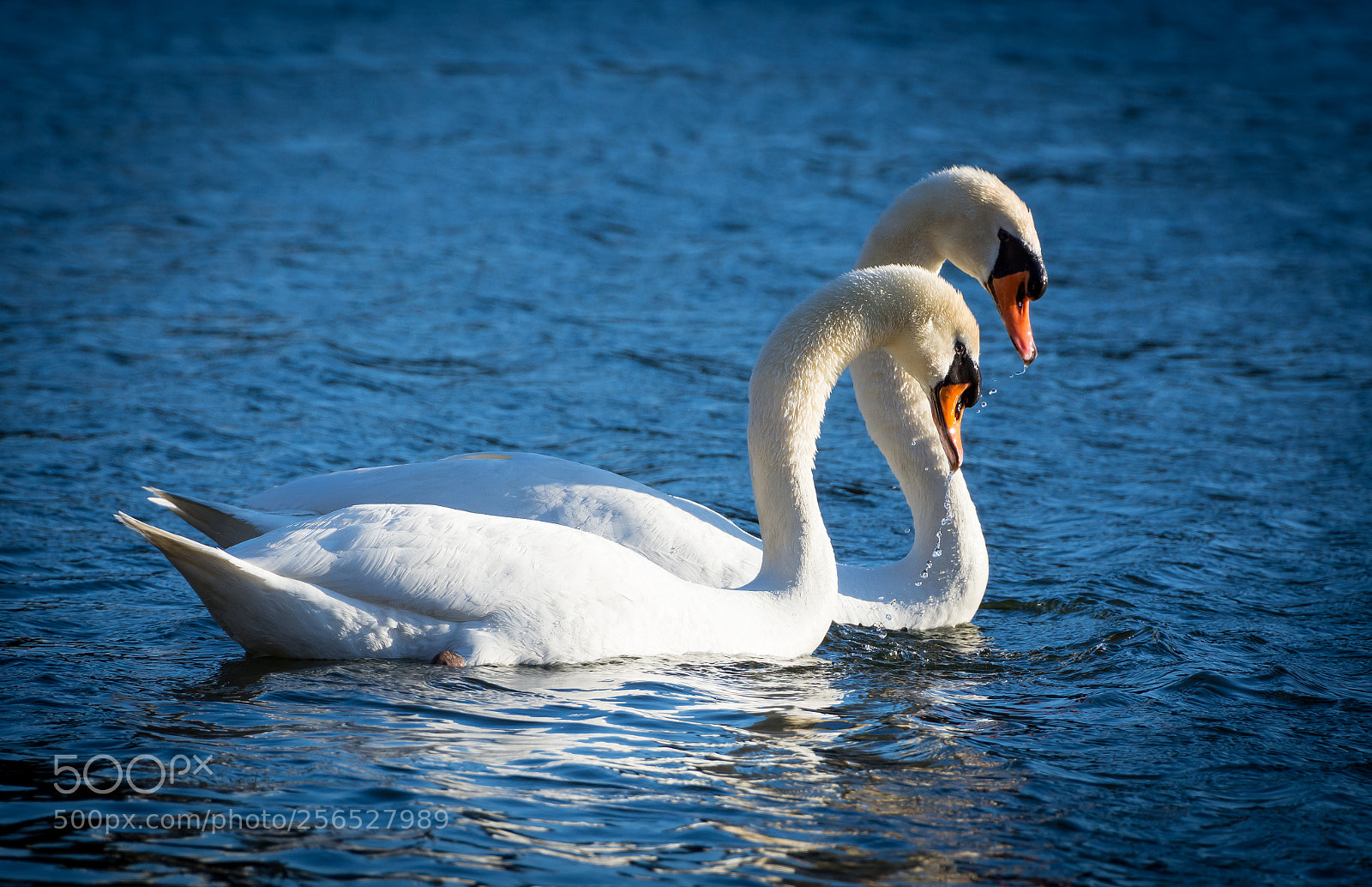 Nikon D7200 sample photo. Swan couple photography