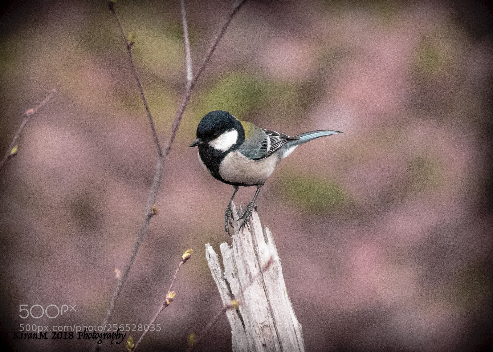 Canon EOS 7D Mark II sample photo. Great tit photography