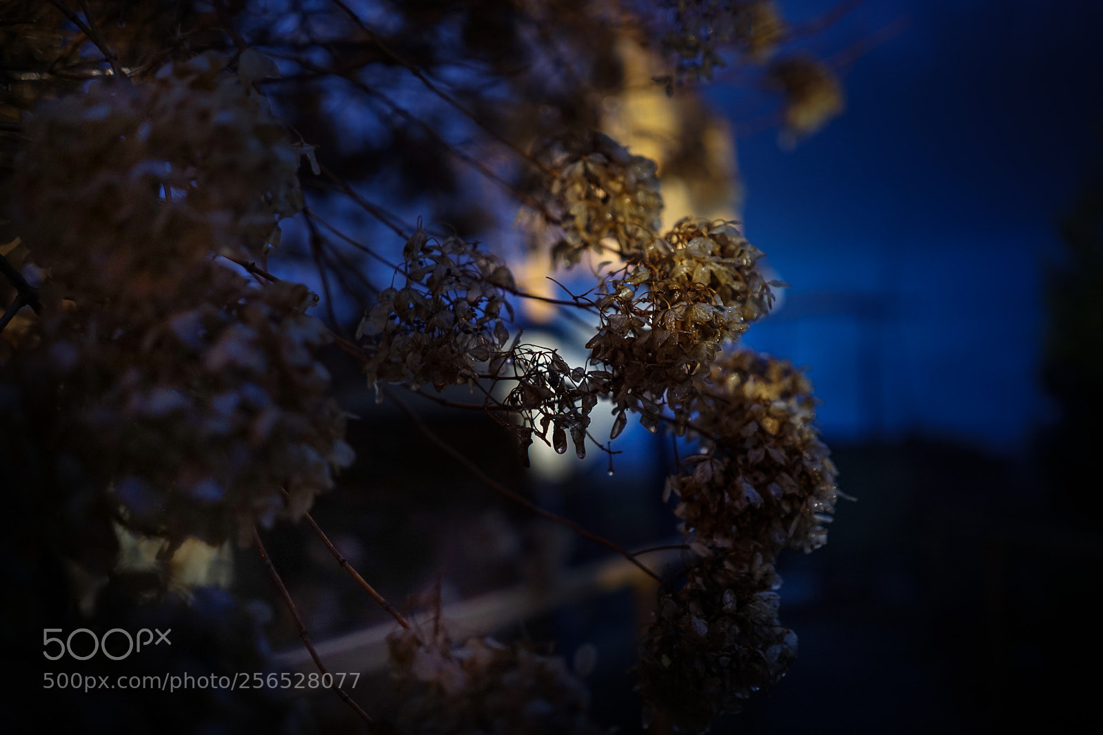 Sony a7 II sample photo. Vestiges de l'an dernier. photography