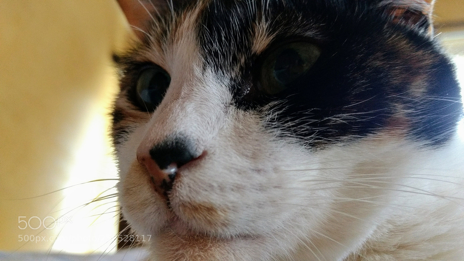 Motorola Moto G (4) sample photo. Gamma photography