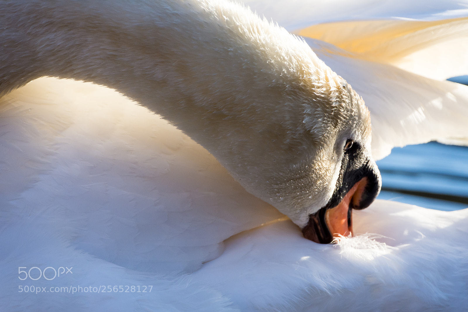 Nikon D7200 sample photo. Swan photography