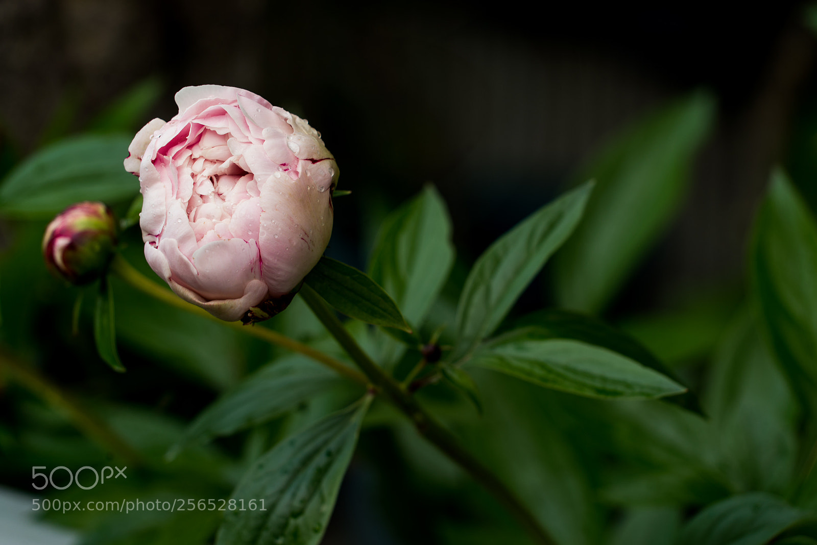 Sony a7S sample photo. Rose bud photography