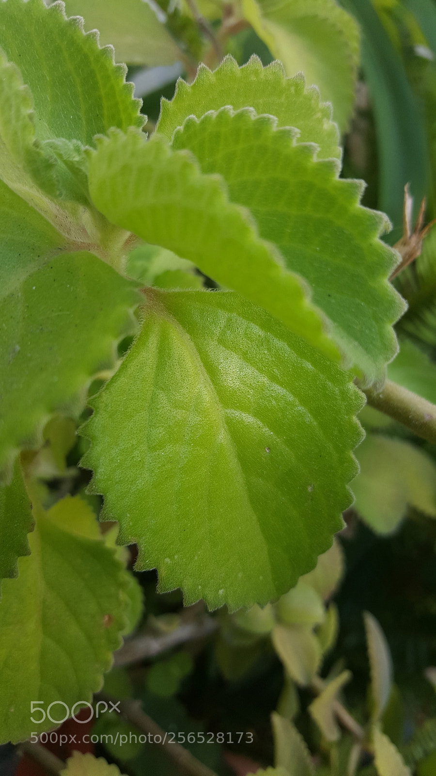 Samsung Galaxy Note5 sample photo. Natural photography