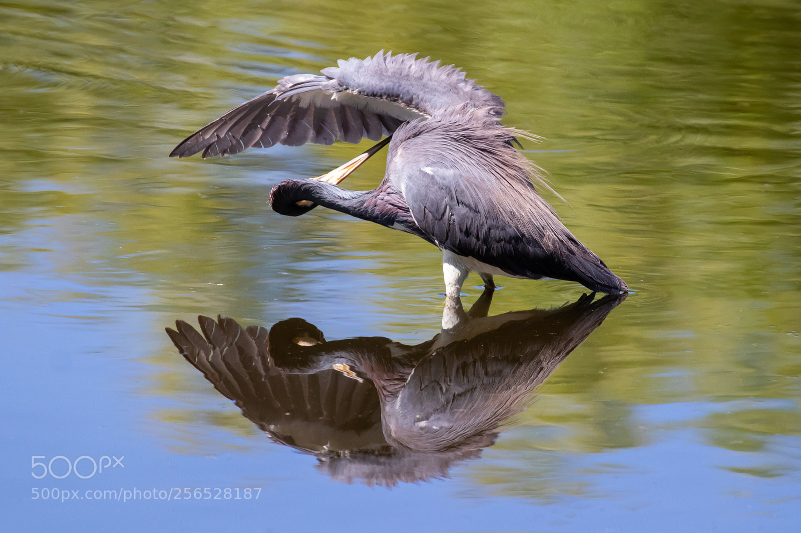 Canon EOS 80D sample photo. Tricolored heron preening and photography