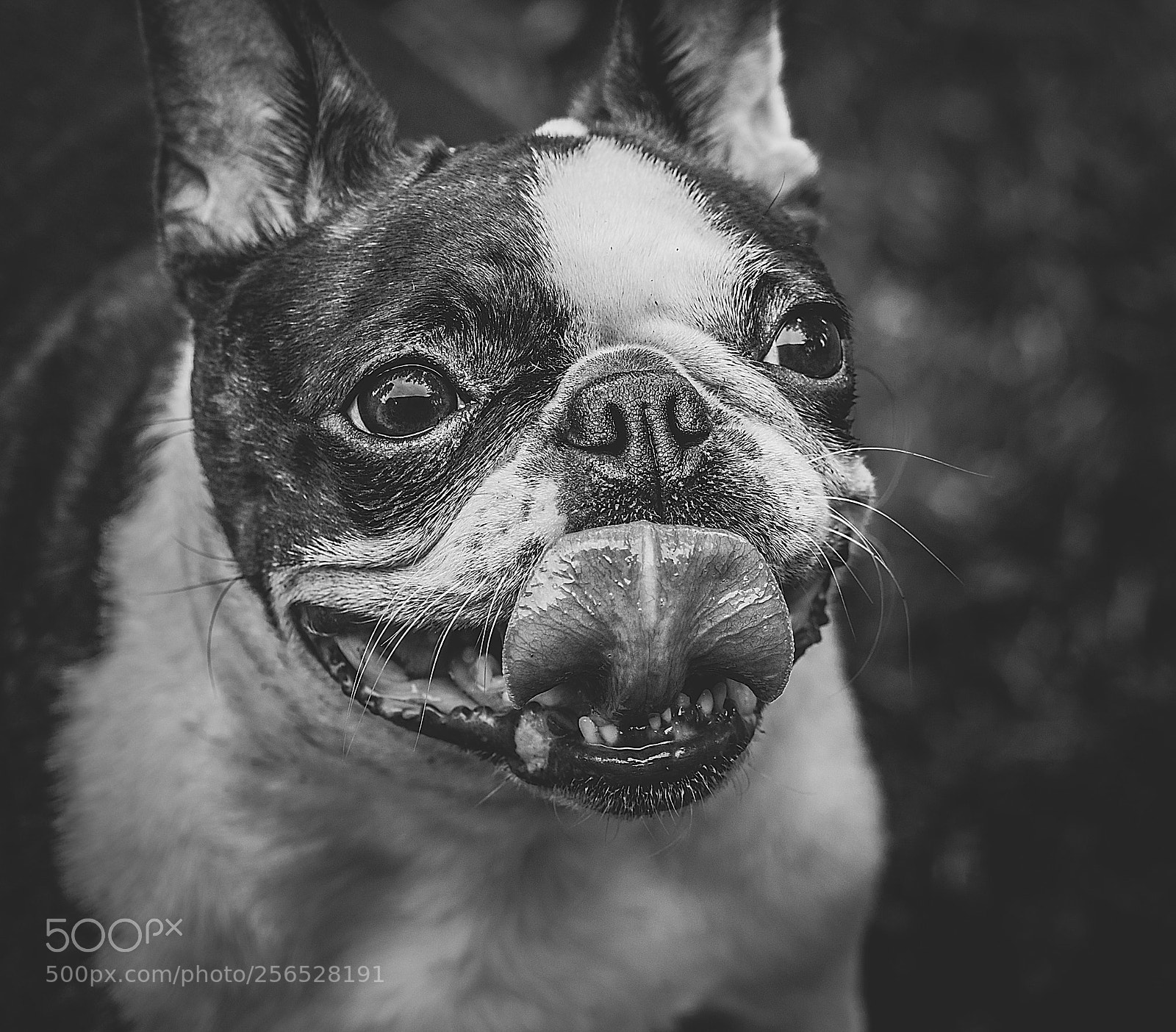 Nikon D7200 sample photo. Animals photography