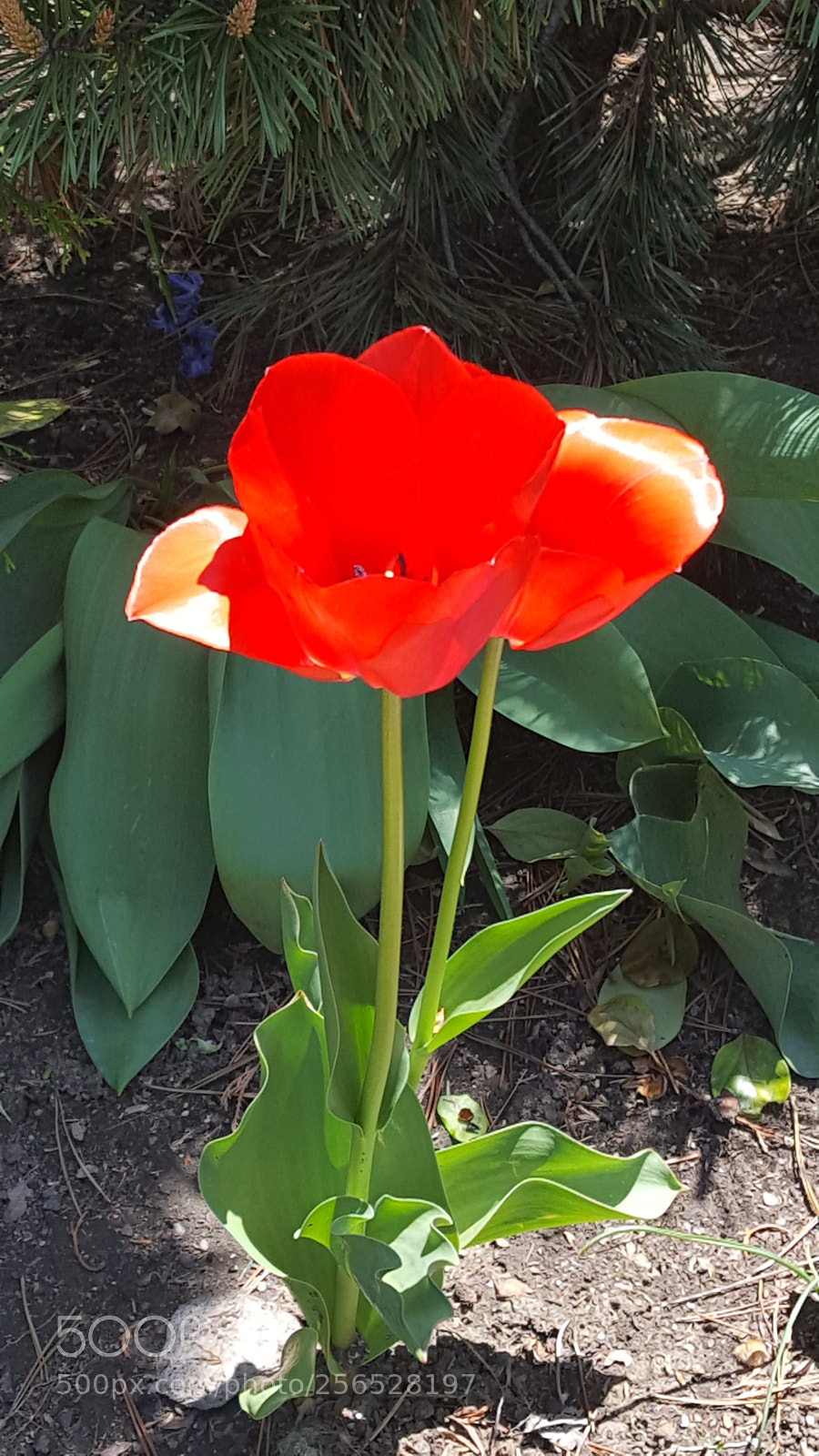 Samsung Galaxy S6 sample photo. Tulip in the sun photography