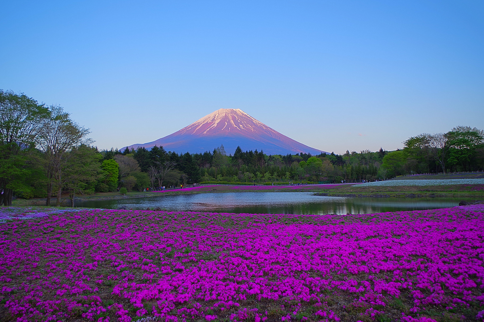 Pentax KP sample photo. Pour pink over the mountain photography