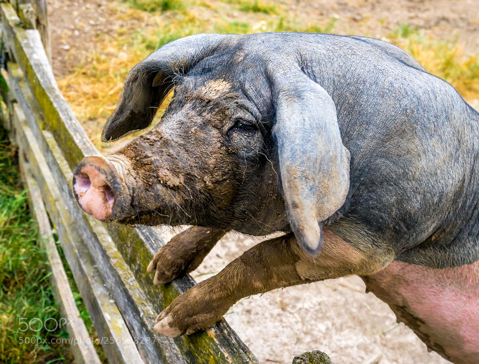 Sony a7R sample photo. Hallesches sattelschwein photography
