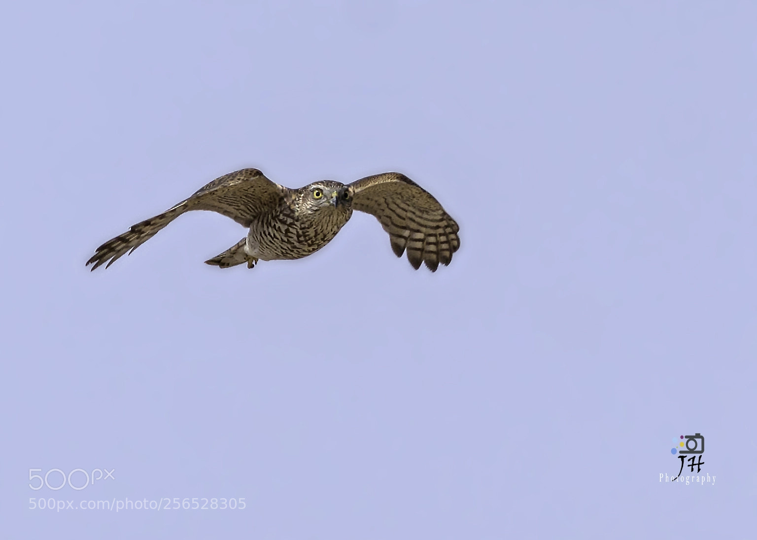 Canon EOS 70D sample photo. Eurasian sparrow hawk photography