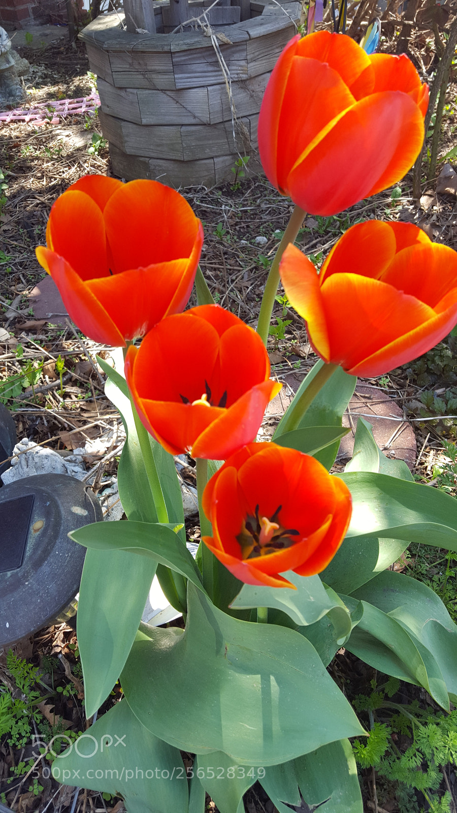 Samsung Galaxy S6 sample photo. Orange tulip photography
