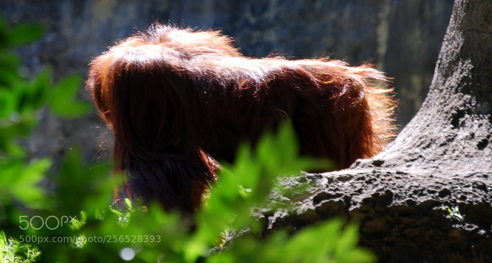 Nikon D40X sample photo. Orangutan photography